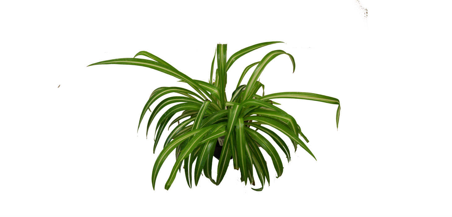 Best Indoor Plants for Clean Air - Filters & Purifiers